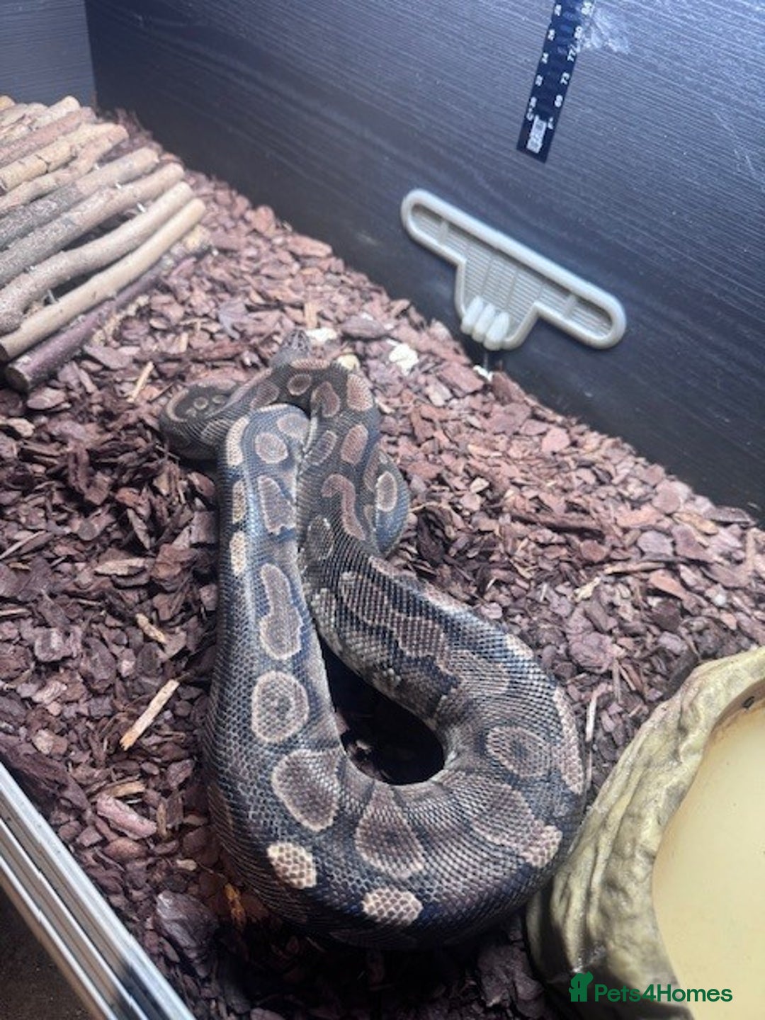 Python Snake reptiles for sale: Royal Python - Advert 4