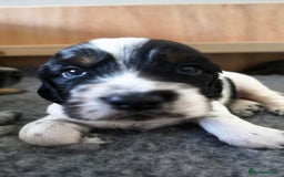 Cocker Spaniel dogs for sale: 🐾 Working Cocker Spaniel Puppies for Sale £800  - Image 39