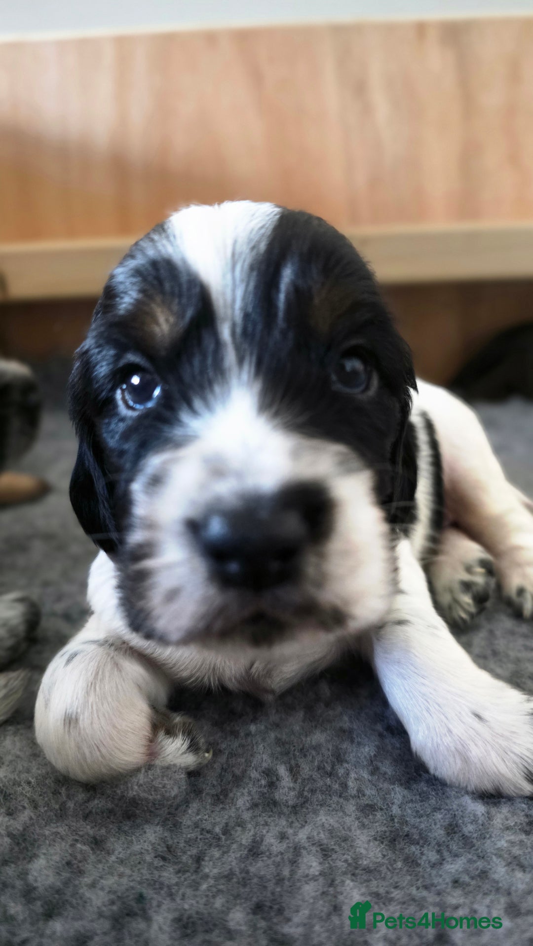 Cocker Spaniel dogs for sale: 🐾 Working Cocker Spaniel Puppies for Sale £800  - Image 39