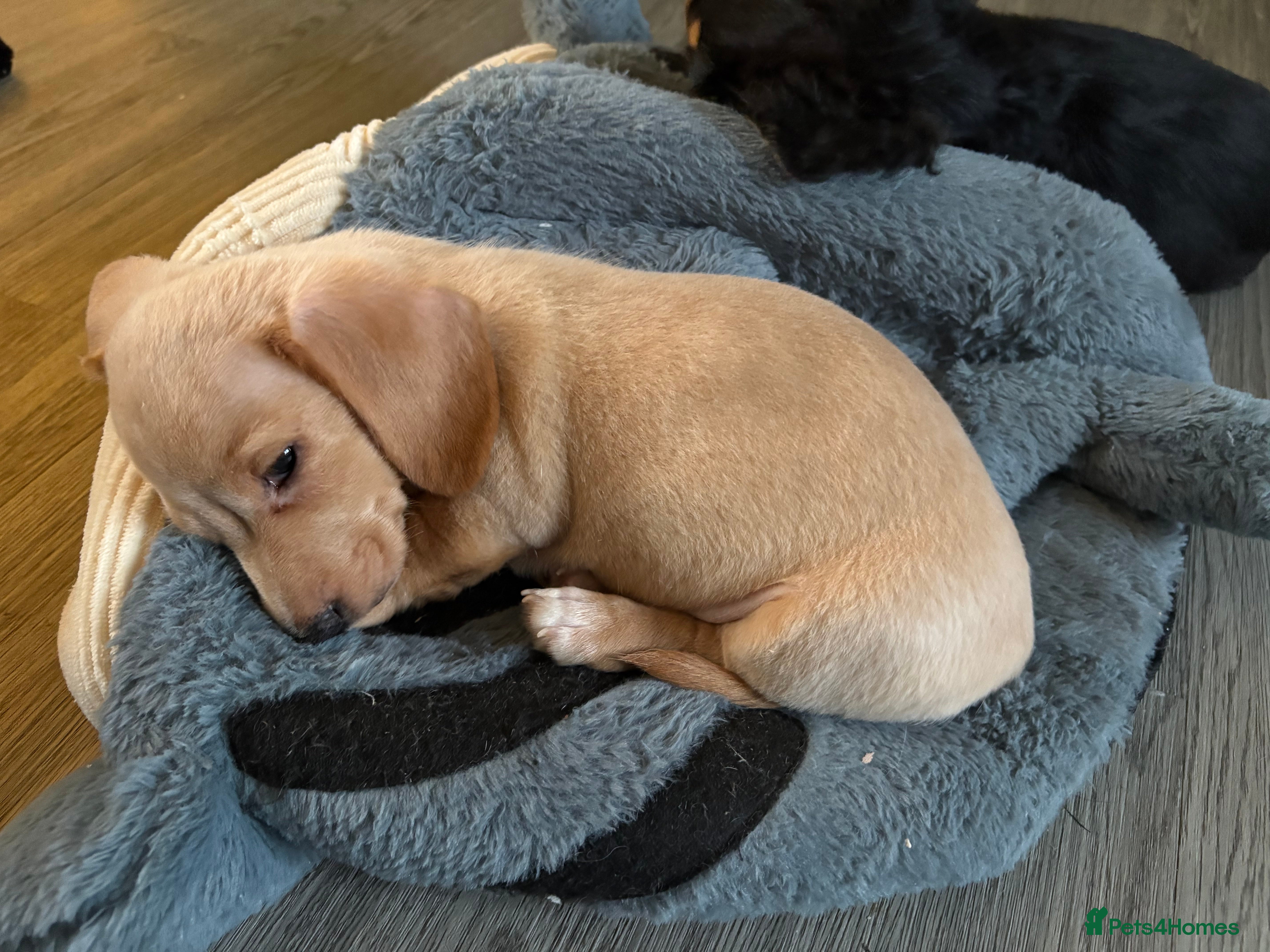 Miniature Dachshund dogs Ready now Miniature dachshunds - Advert 9