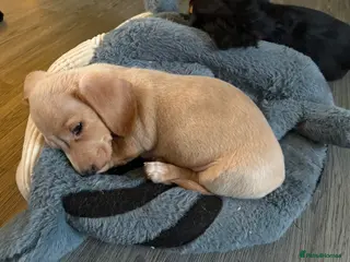 Miniature Dachshund dogs Ready now Miniature dachshunds - Advert 9