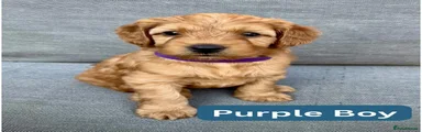 Purple Boy