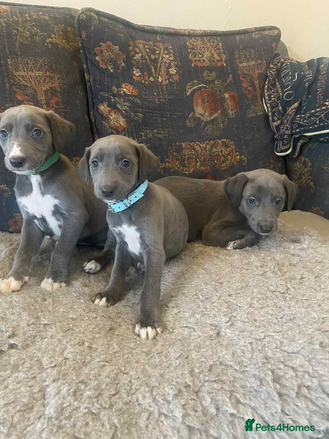 Mixed Breed dogs for sale: Beautiful Saluki x Whippet puppies - Image 10