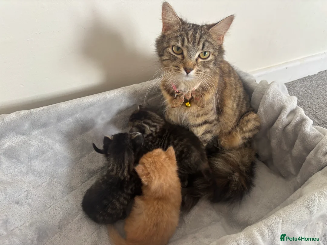 Mixed Breed cats for sale: 1 beautiful ginger kitten male 15 weeks old  - Advert 2