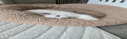 Ragdoll cats for sale: My last boy ragdoll  - Advert 23