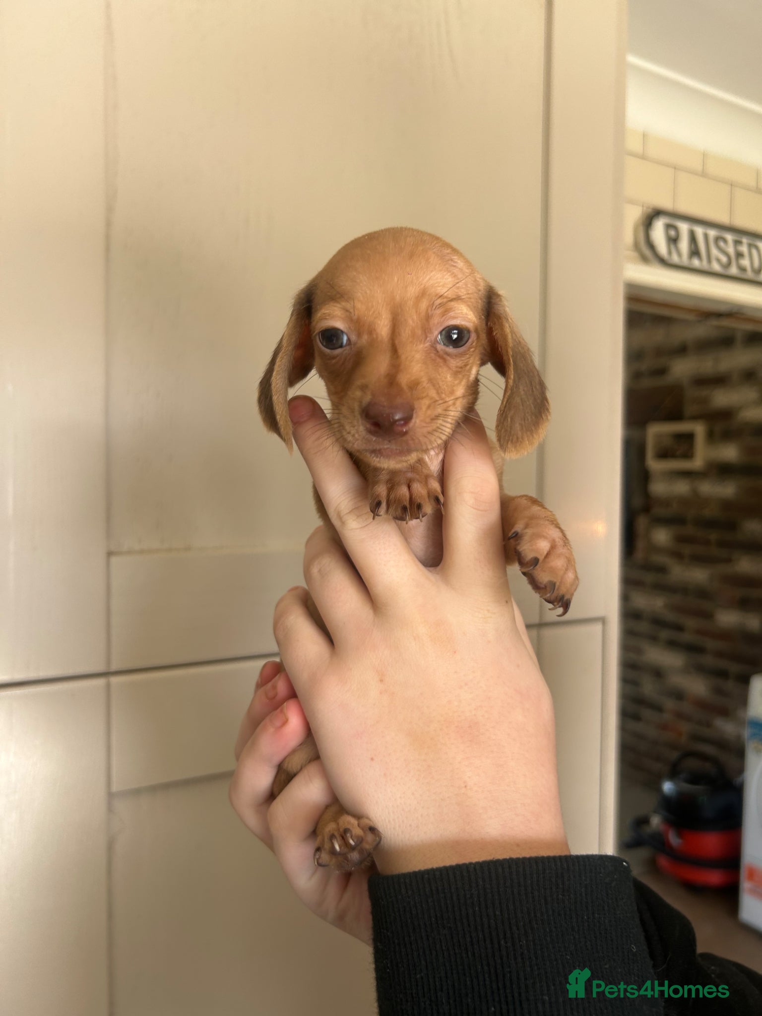 Miniature Dachshund Puppy 3