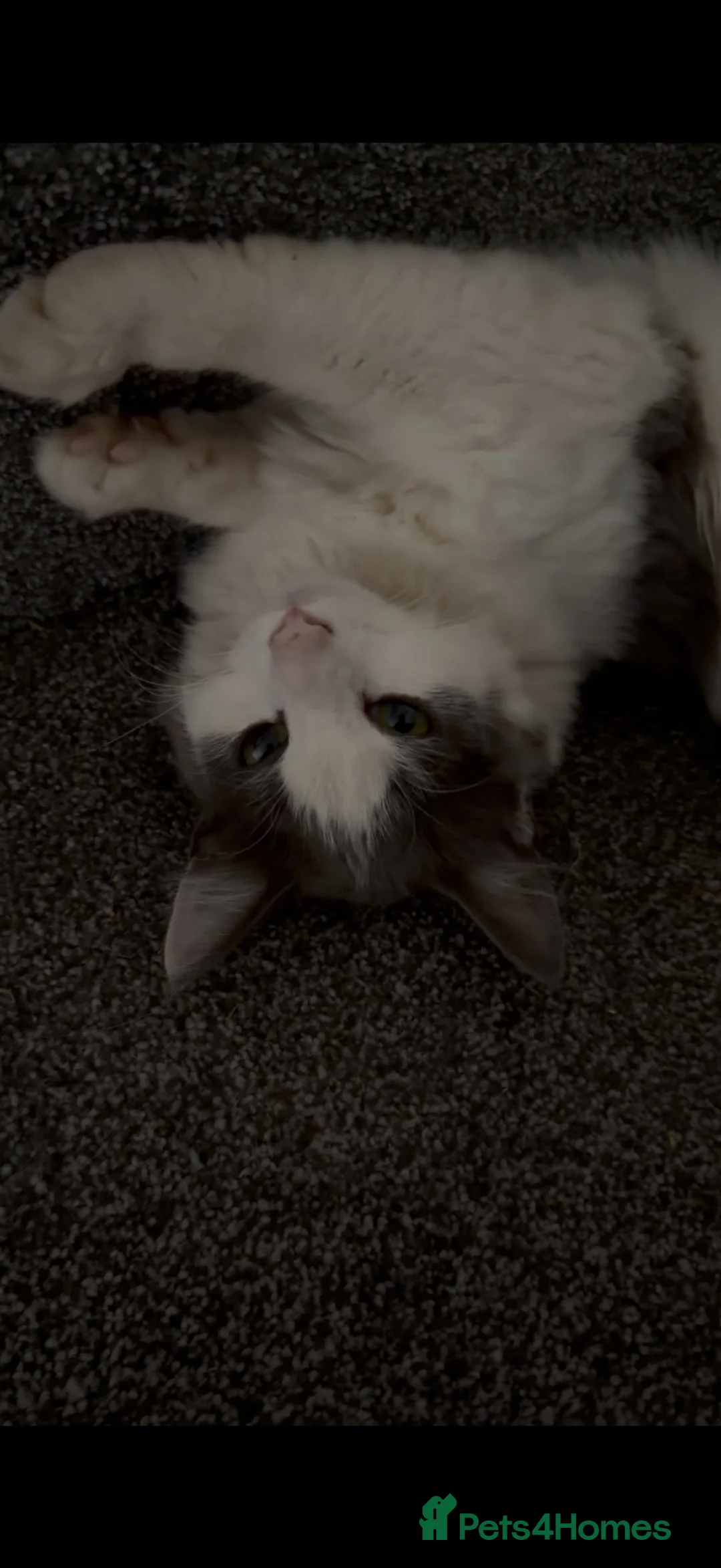 British Longhair cats for sale: Very beautiful female cat  - Advert 2