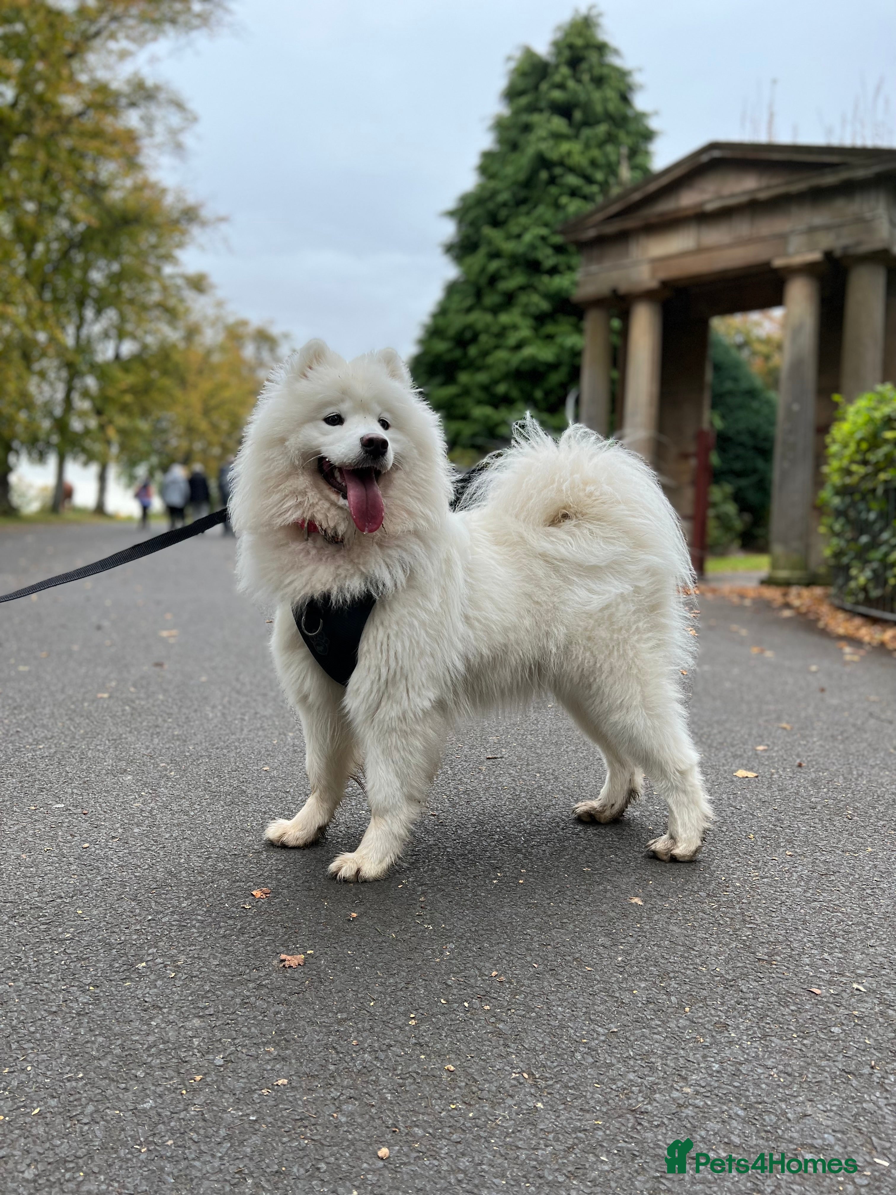Samoyed dogs Beautiful Samoyed female  - Advert 1