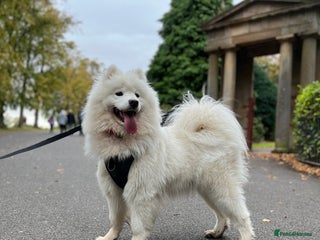 Samoyed dogs Beautiful Samoyed female - Advert 8