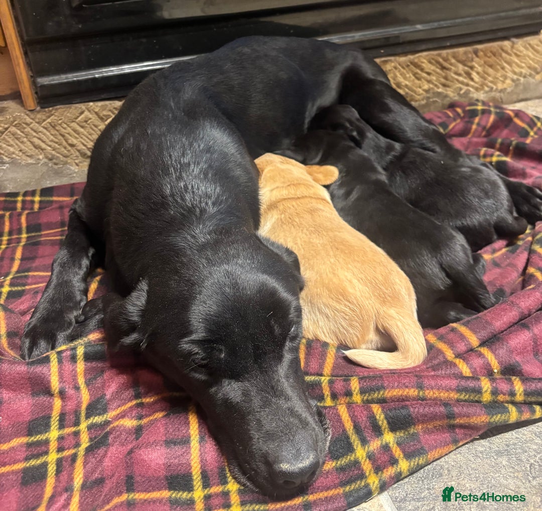 Cockerdor dogs for sale: Stunning Cockerdors - Advert 8