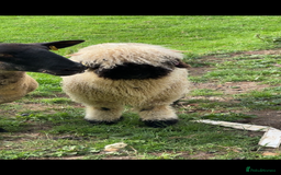 Sheep livestock for sale: Valais blacknose ewe lamb and weather  - Image 1