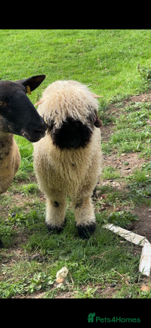 Sheep livestock - Advert 2