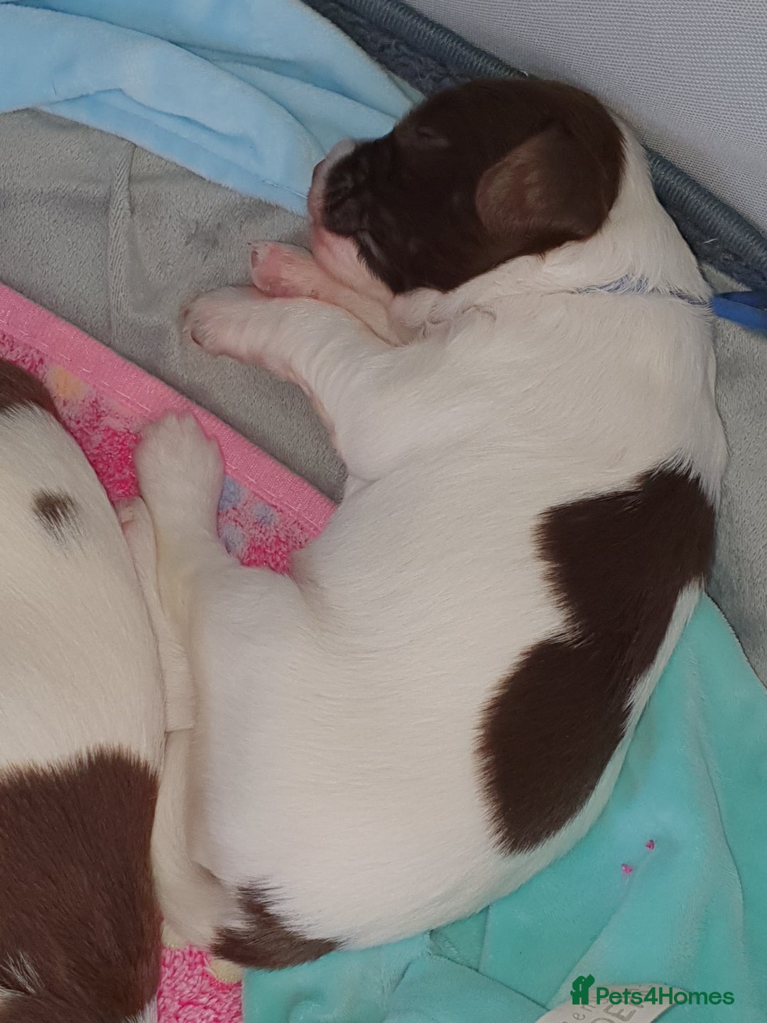 English Springer Spaniel dogs for sale:   English Springer Spaniel puppies  - Image 19