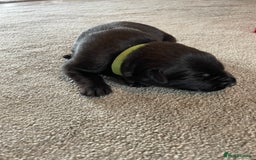 Mixed Breed dogs for sale: Belgium shepherd cross Rottweiler Labrador  - Image 11