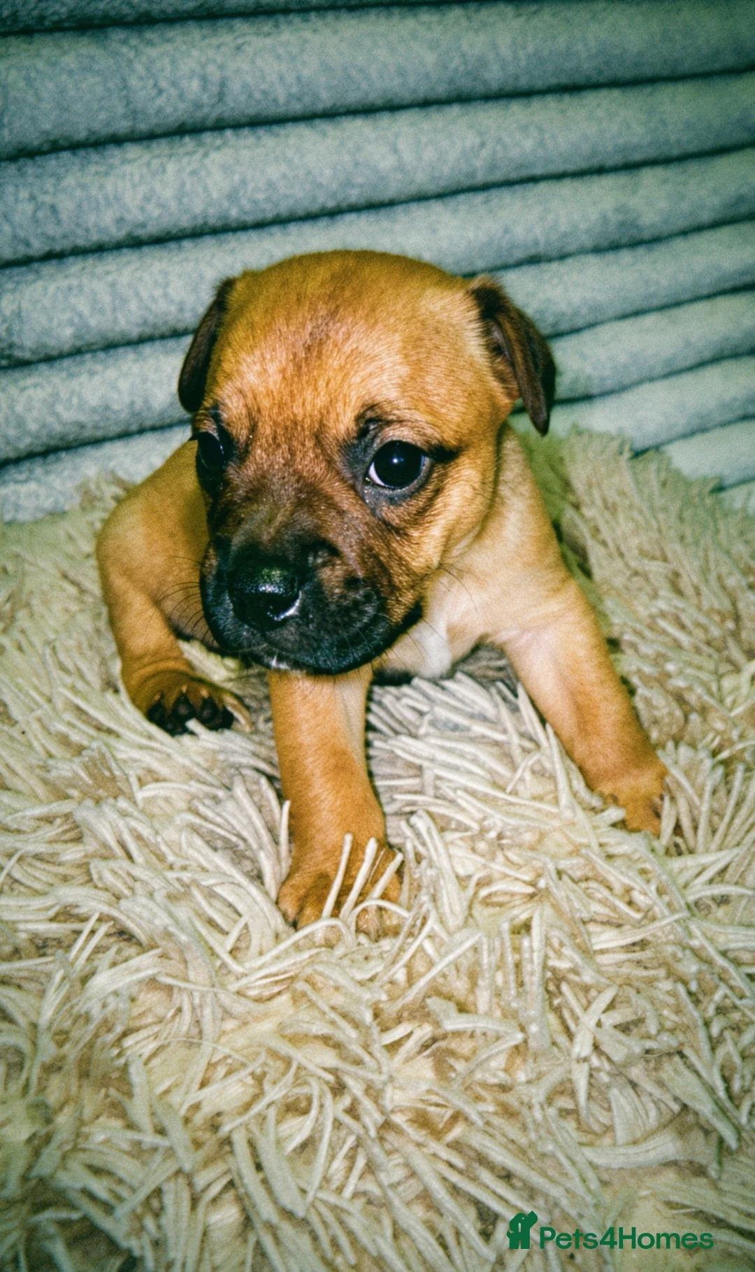 Jack Russell dogs for sale: Male Jack Russle  in Rotherham - Advert 6