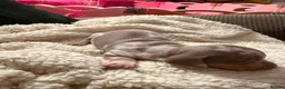 Miniature Dachshund dogs for sale: Beautiful miniature dachshund puppies  in Durham - Advert 6
