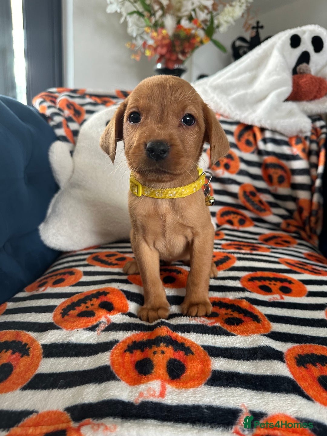 Labrador Retriever dogs for sale: Beautiful fox red Labrador pups - Image 18