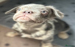 French Bulldog dogs for sale: x2 boys🔥🐾Ready Now🔥🐾Fluffy French bulldogs🔥🐾 in Rotherham - Image 26