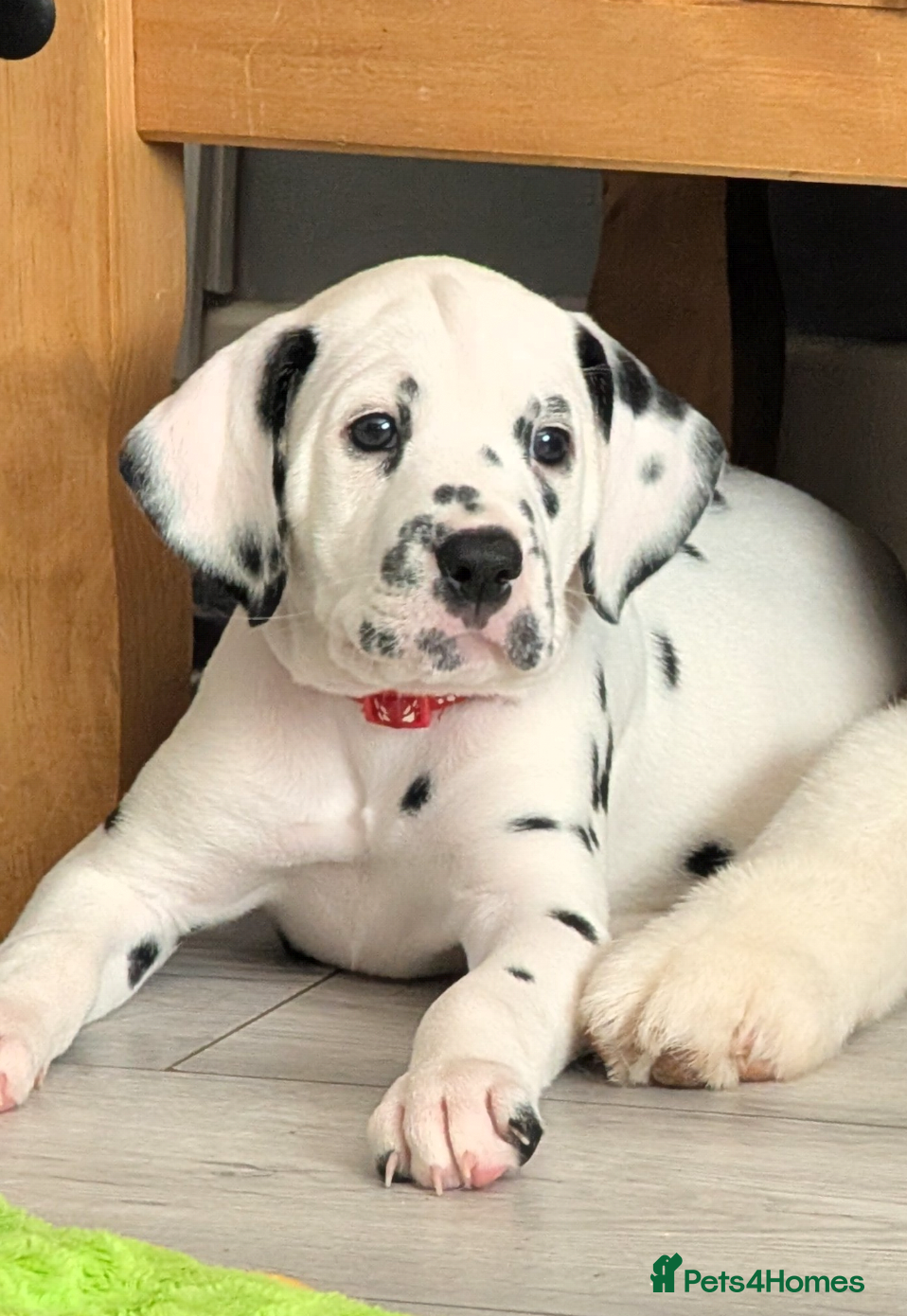 Dalmatian dogs Dalmatian puppies  - Advert 2