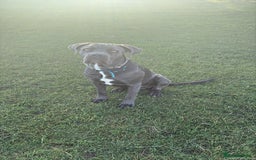 Cane Corso dogs for sale: Cane corso - Image 1