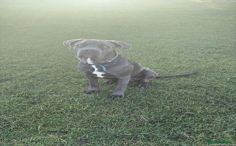 Cane Corso dogs - Advert 12