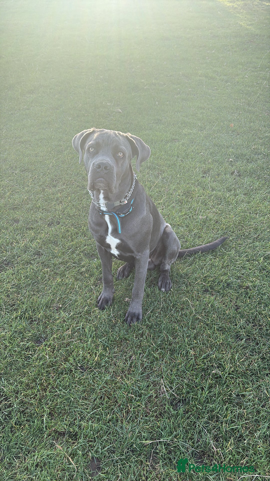 Cane Corso dogs for sale: Cane corso - Image 1