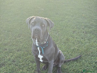 Cane Corso dogs - Advert 1