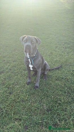 Cane Corso dogs - Advert 2