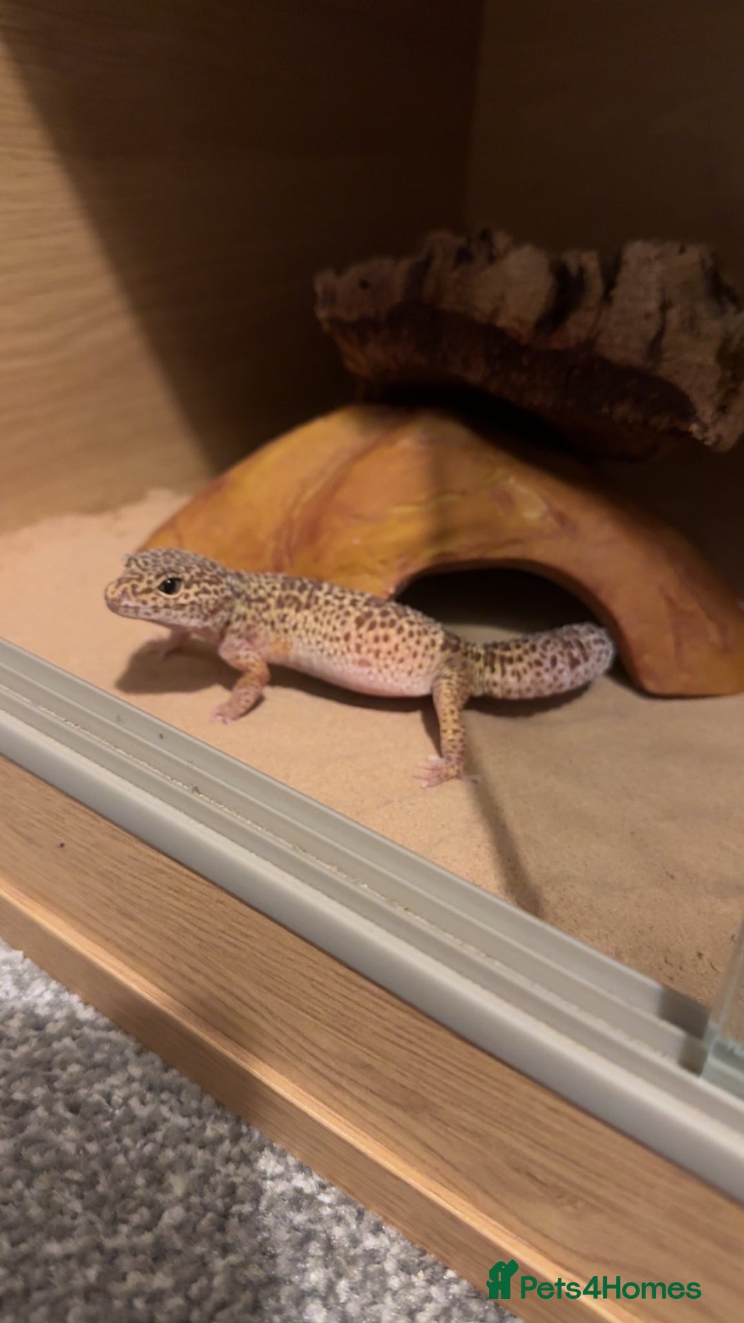 Gecko reptiles for sale: 3 year old leopard gecko - Advert 4