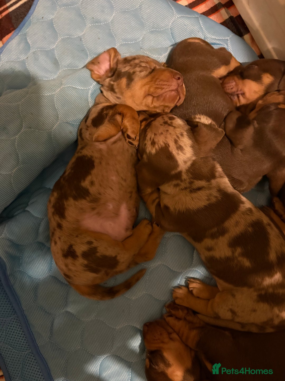 Dachshund dogs for sale: 4 absolutely gorgeous dachshund girls  - Advert 5