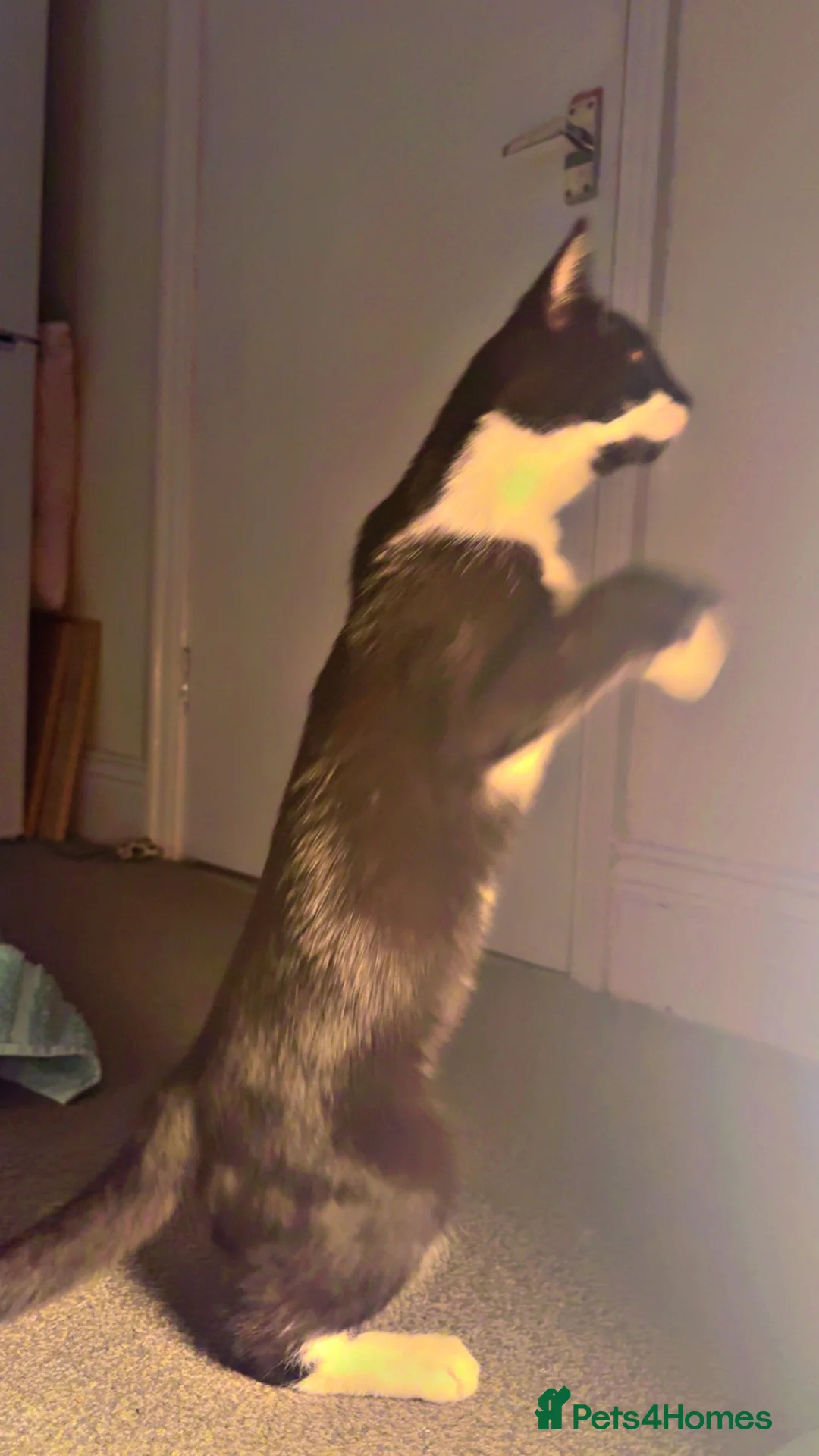 Domestic Shorthair cats for sale: Nino she is 10 months old . - Advert 6