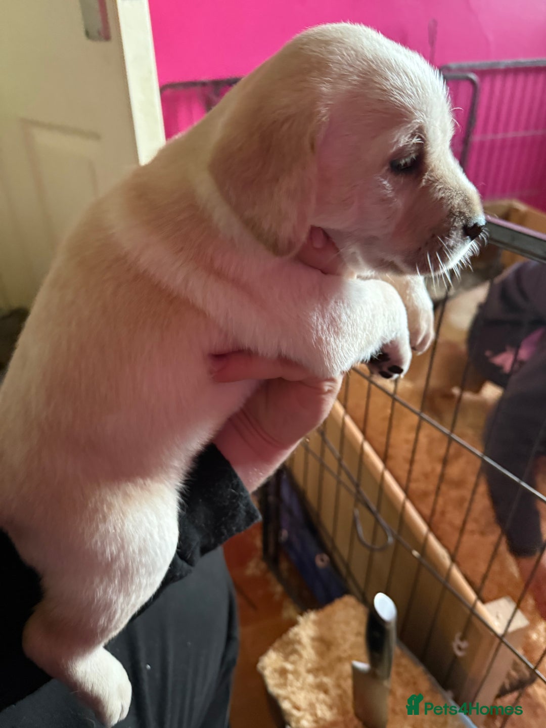 Labradoodle dogs for sale: Labradoodle  - Advert 9