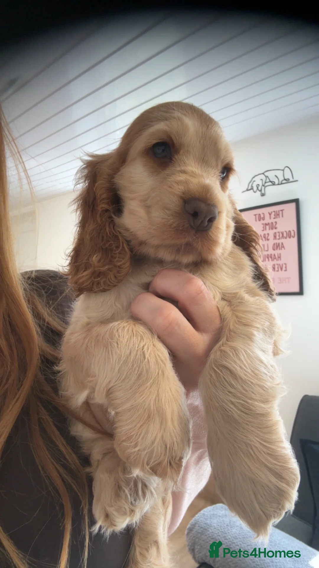 Cocker Spaniel dogs for sale: KC Registered Sable Show cocker spaniels  - Advert 2