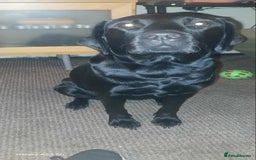 Labrador Retriever dogs for stud: Looking for a stud for my 3yr old lab - Image 11