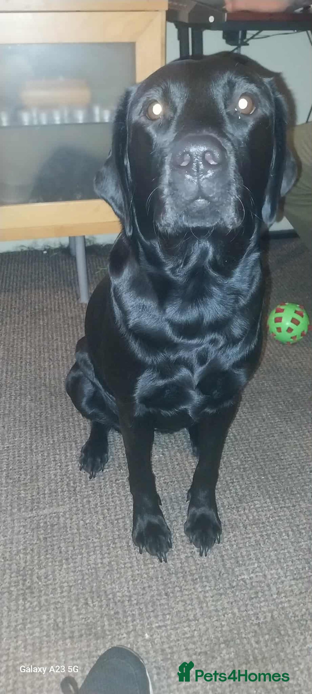 Labrador Retriever dogs for stud: Looking for a stud for my 3yr old lab - Image 11