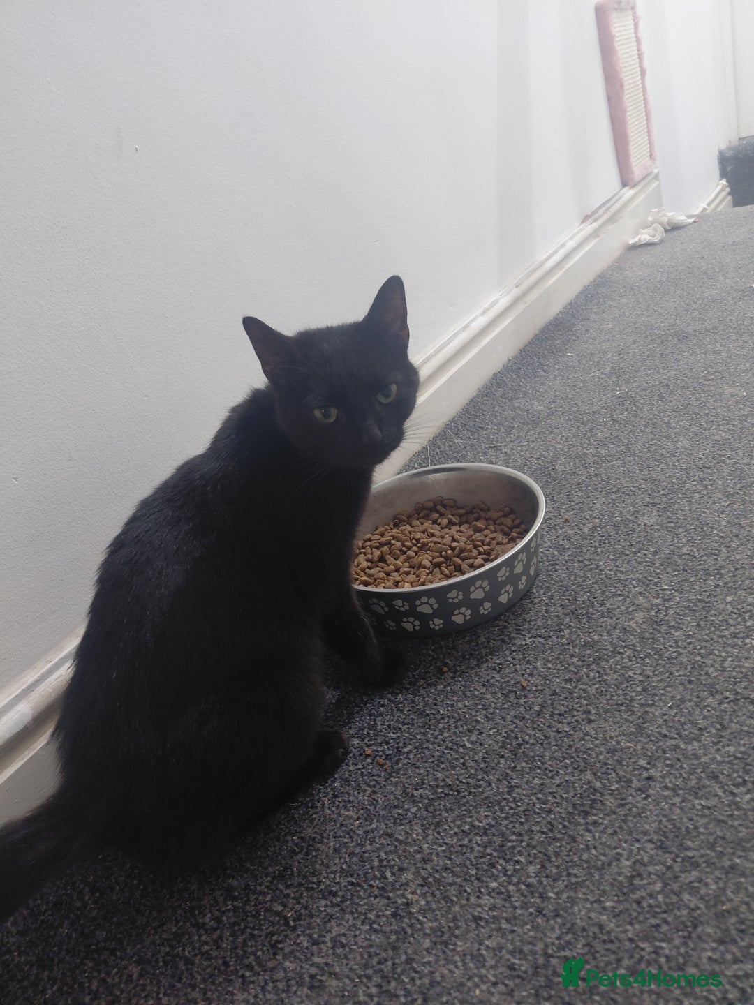 Domestic Shorthair cats for sale:  **  female cat - Advert 2