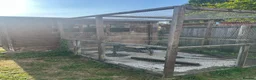 Finches birds for sale: Finches and x2 Quail - Advert 2