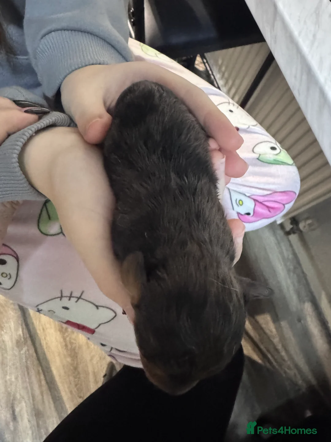 Doxiepoo dogs for sale: Beautiful doxipoo baby’s  - Advert 16