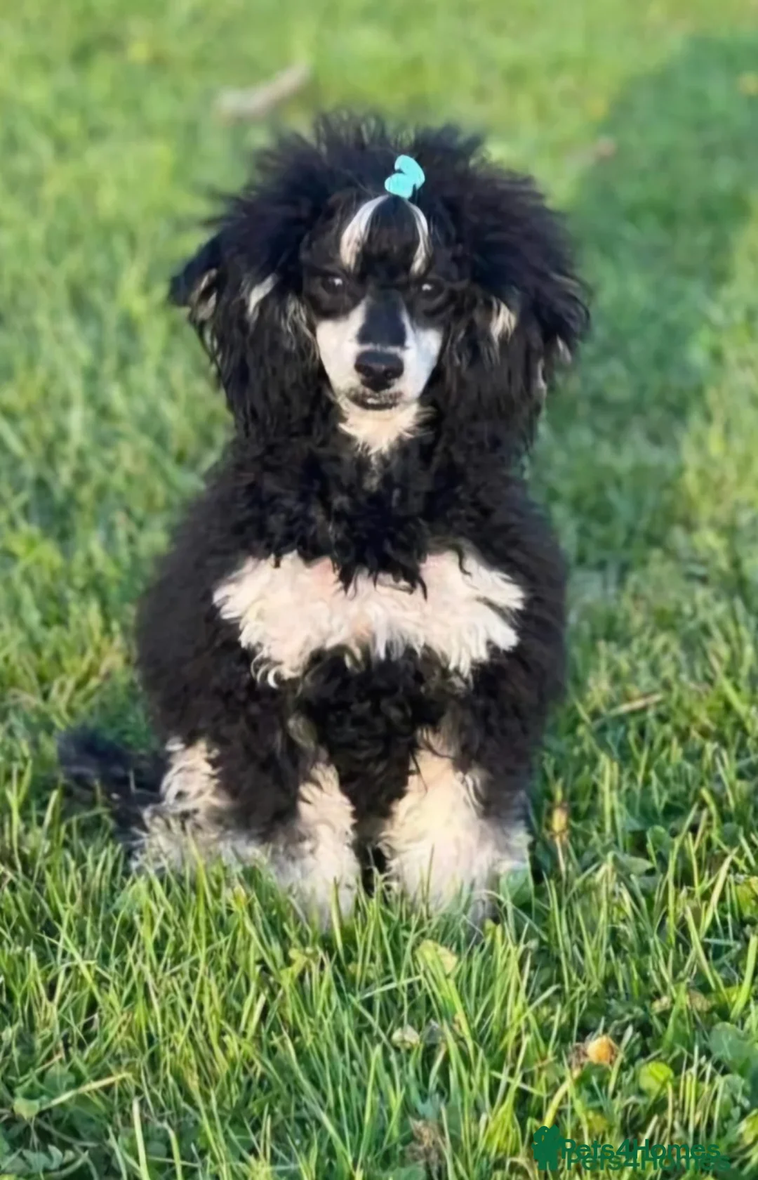 Doxiepoo dogs for sale: Beautiful toy poodle 3/4 puppies - Advert 8