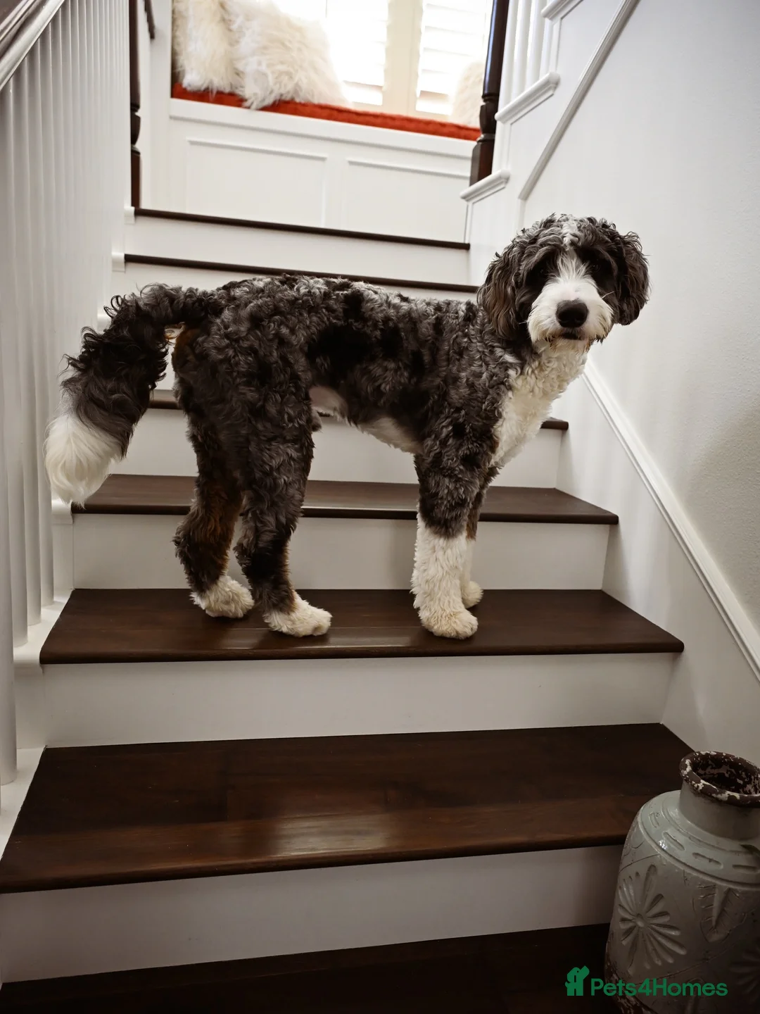 Bernedoodle dogs for sale: Cute Bernedoodle Male for Rehome - Advert 4