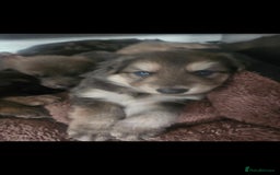 German Shepherd dogs for stud: German shepherd  - Image 15