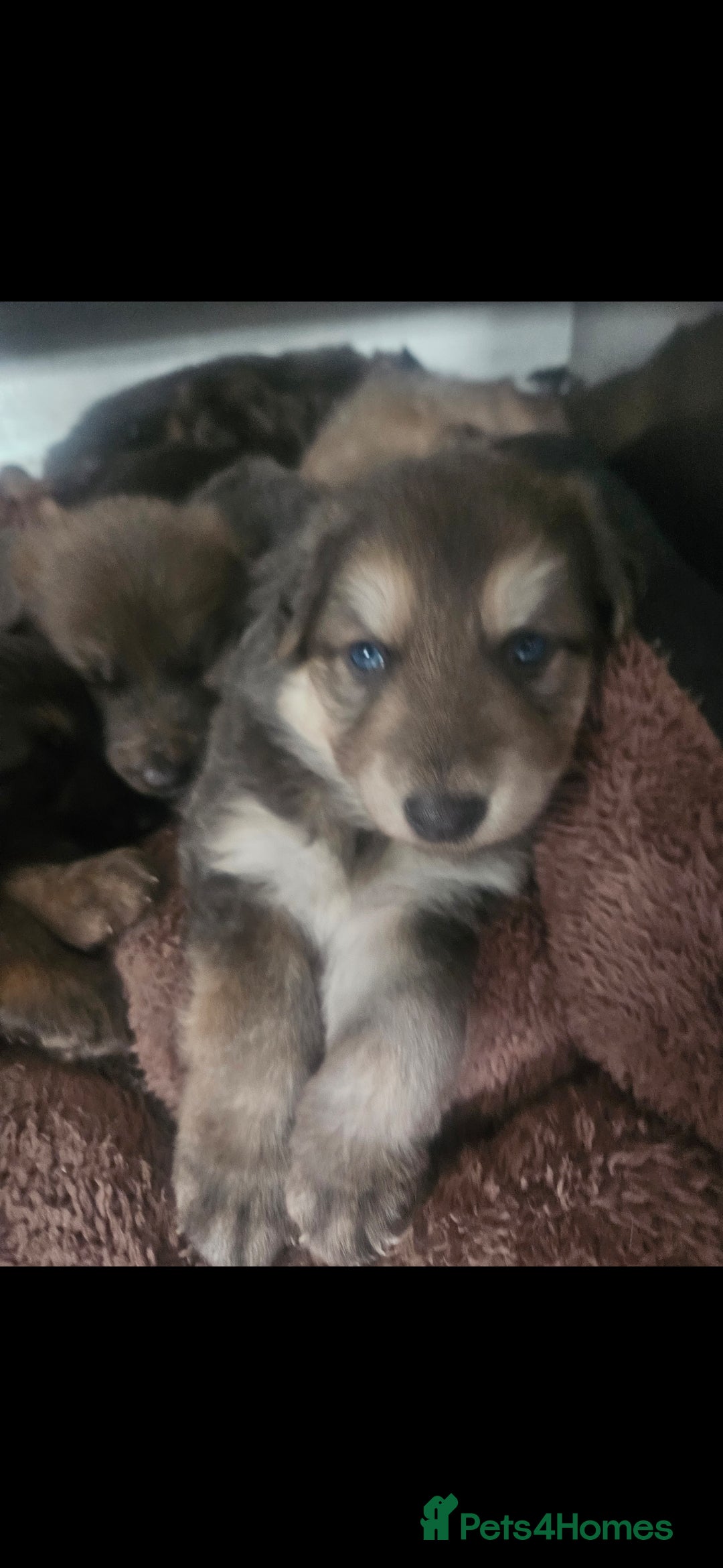 German Shepherd dogs for stud: German shepherd  - Image 15