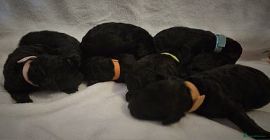 Cockapoo dogs - Advert 3