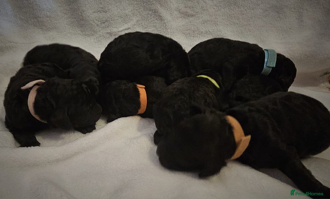Cockapoo dogs for sale: sable & phantom & tri colour cockapoo puppies  - Image 3