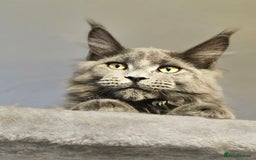Maine Coon cats for sale: 🔥*Stunning Litter of 8💎Solid Blue Maine Coon*🔥  - Image 31