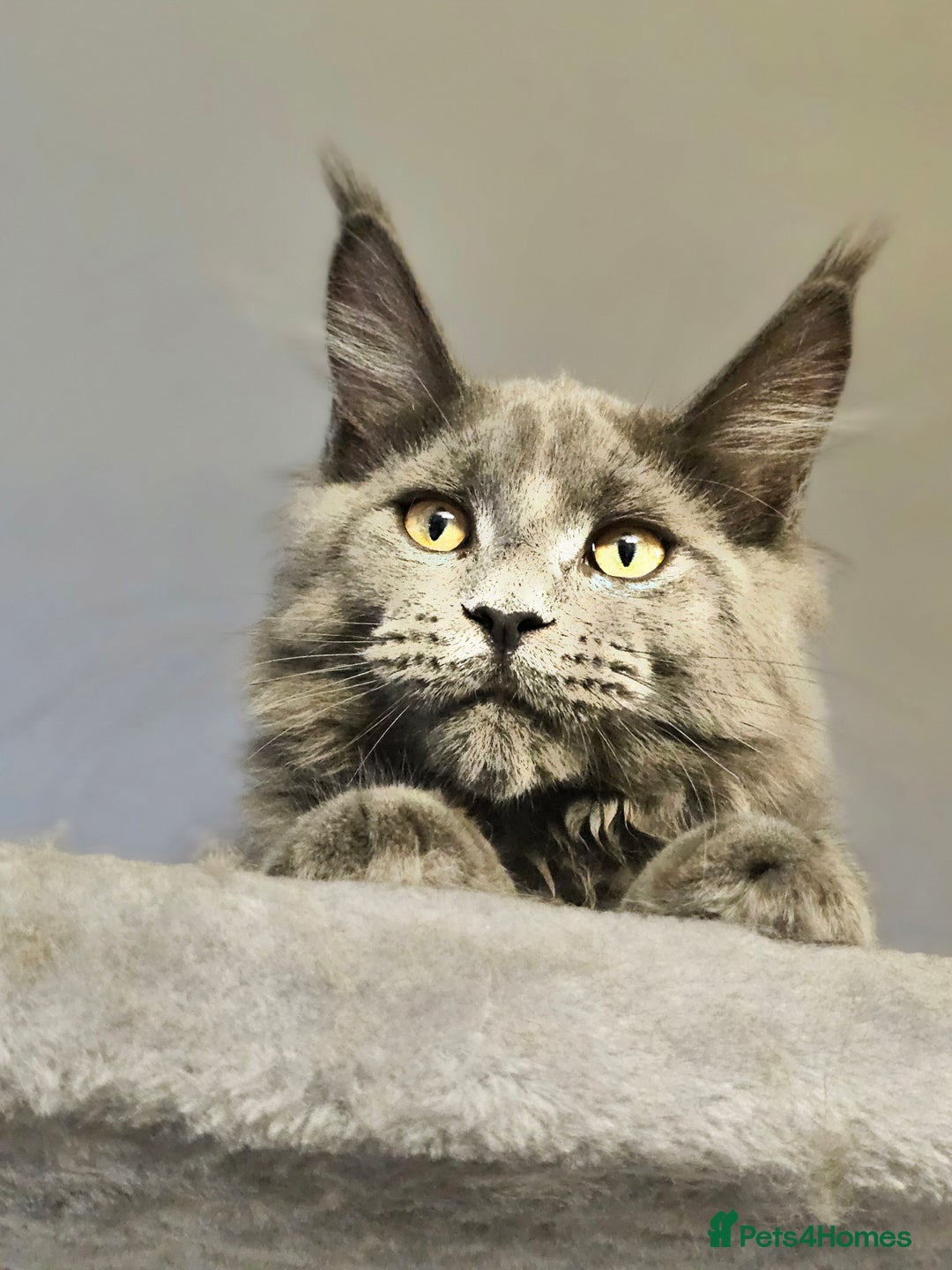 Maine Coon cats for sale: 🔥*Stunning Litter of 8💎Solid Blue Maine Coon*🔥  - Image 31