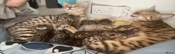Bengal cats for sale: 6 beautiful bengals - Advert 8