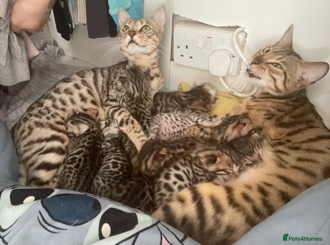 Bengal cats for sale: 6 beautiful bengals - Advert 8
