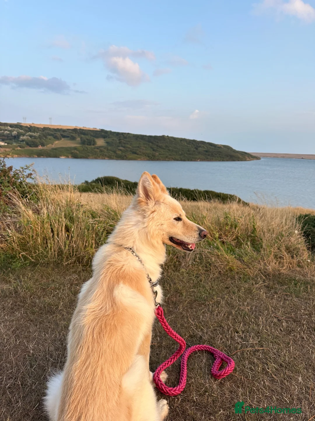 German Shepherd dogs for sale: German Shepard  in Gloucester - Advert 2