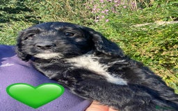 Sproodle dogs for sale: Stunning F1 Sproodle puppies  - Image 14